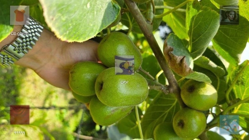 پست تست بهزی پست تست بهزی